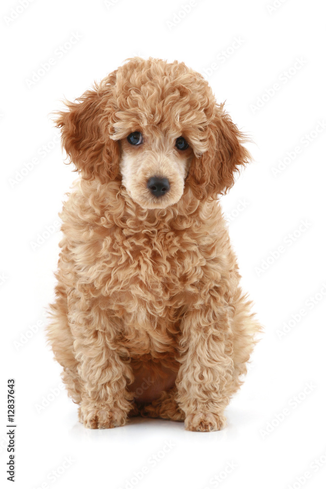 Apricot poodle puppy series