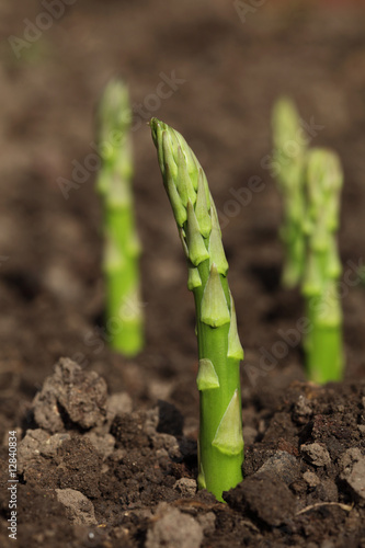 green asparagus spears emerging through the soil, shalow DOF photo