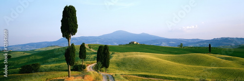 Zypresse Wanderweg Monte Amiata,Val d' Orcia Toskana,Italien photo