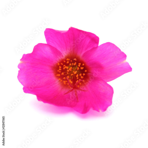 fleur rose de pourpier
