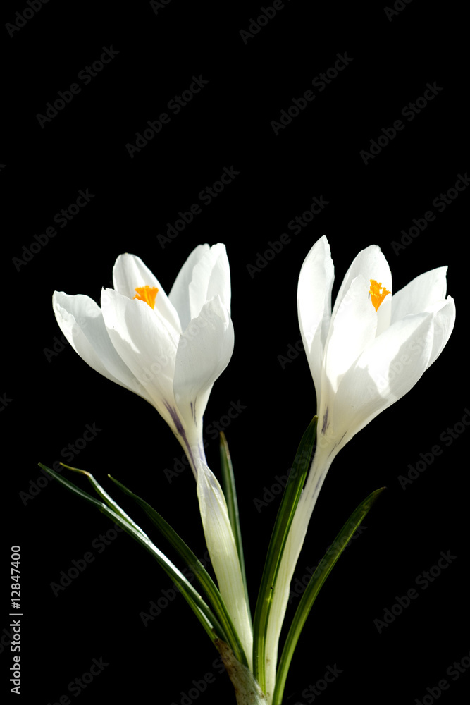 Obraz premium Krokus; Crocus tommasinianus