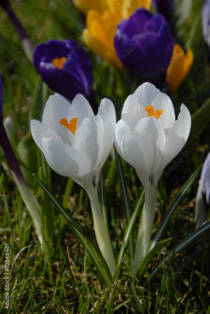 Krokusse Krokusse