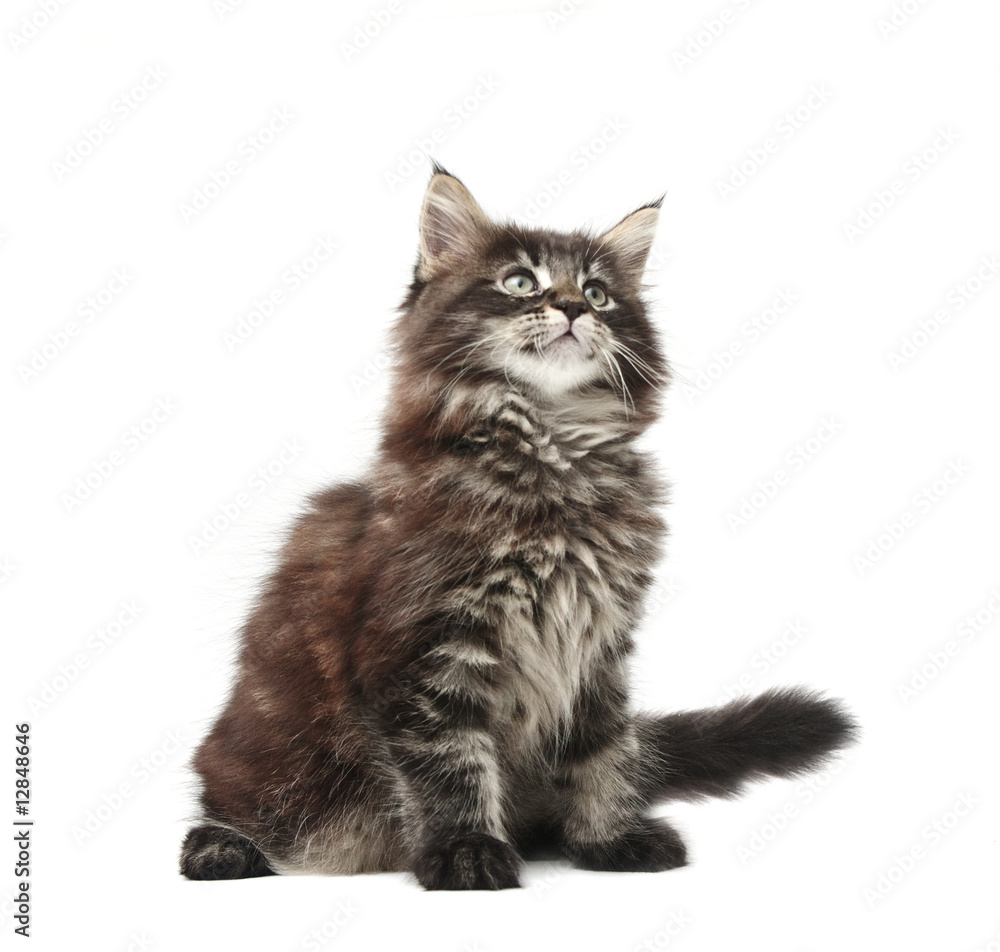 Obraz premium kotek maine coon