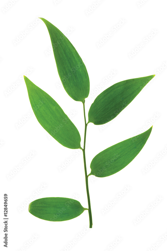 Obraz premium Green leaf isolated on the white background