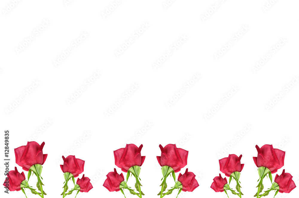 Fototapeta premium RED rose flower border