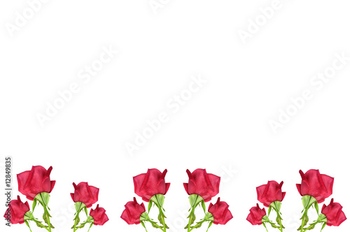 RED rose flower border