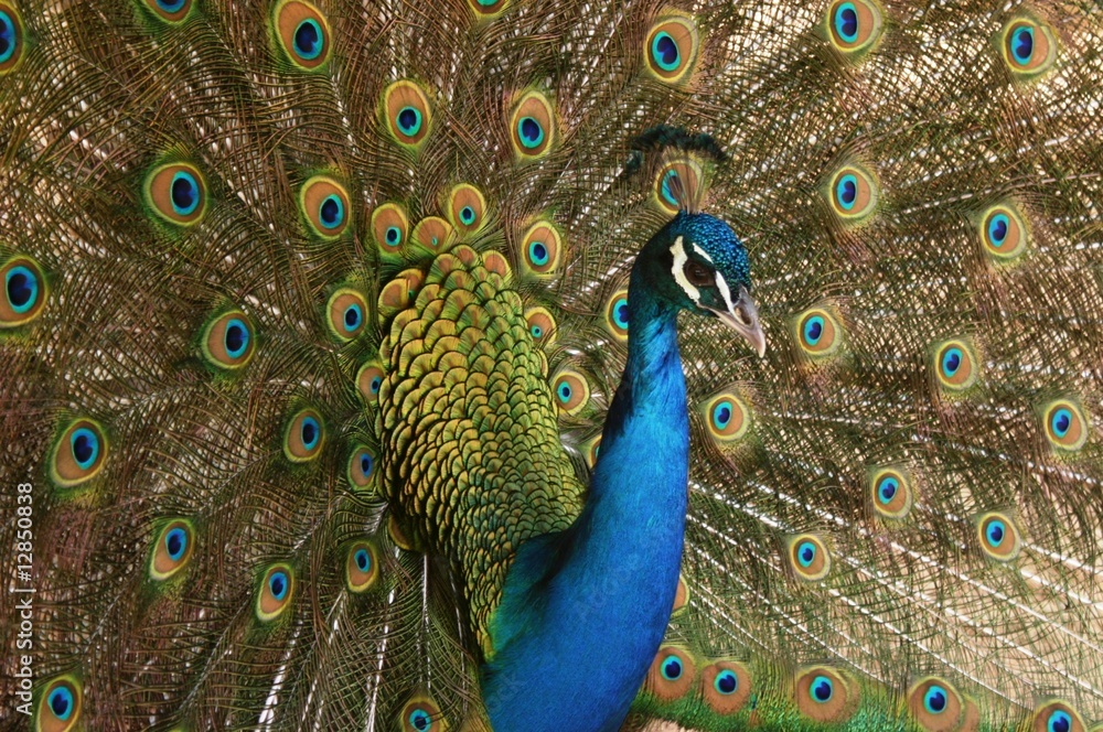 Obraz premium Peacock