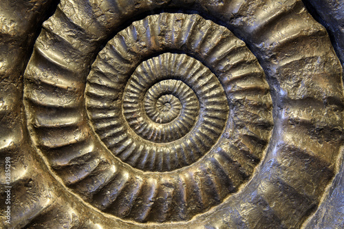 Fossil Ammonite Closeup © Benshot