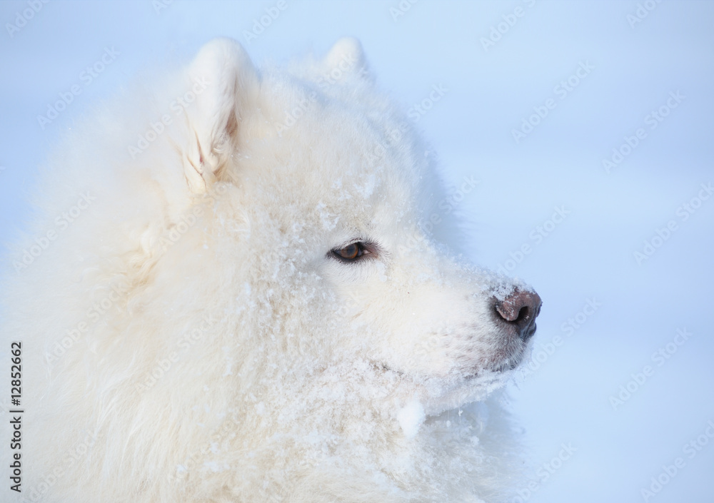 Eskimo dog is buried under snow
