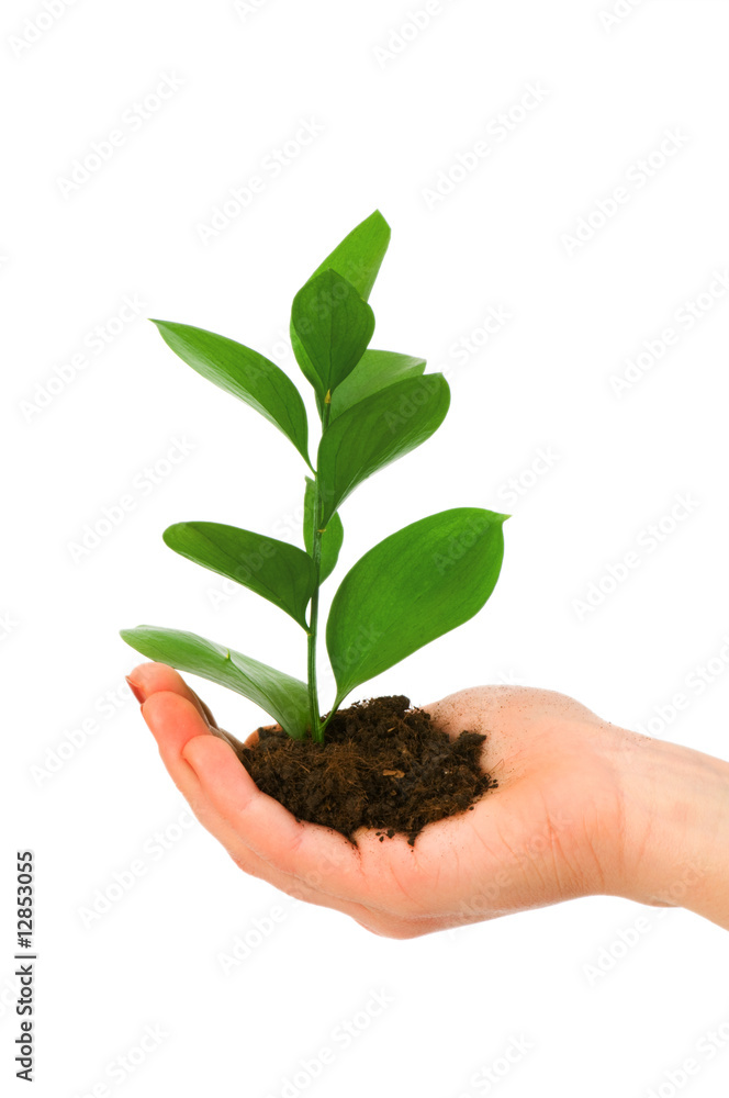 Green seedling in hand isolated on white Green seedling in hand isolated on white