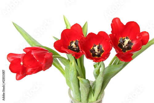 Spring flower - bouquet of red tulips