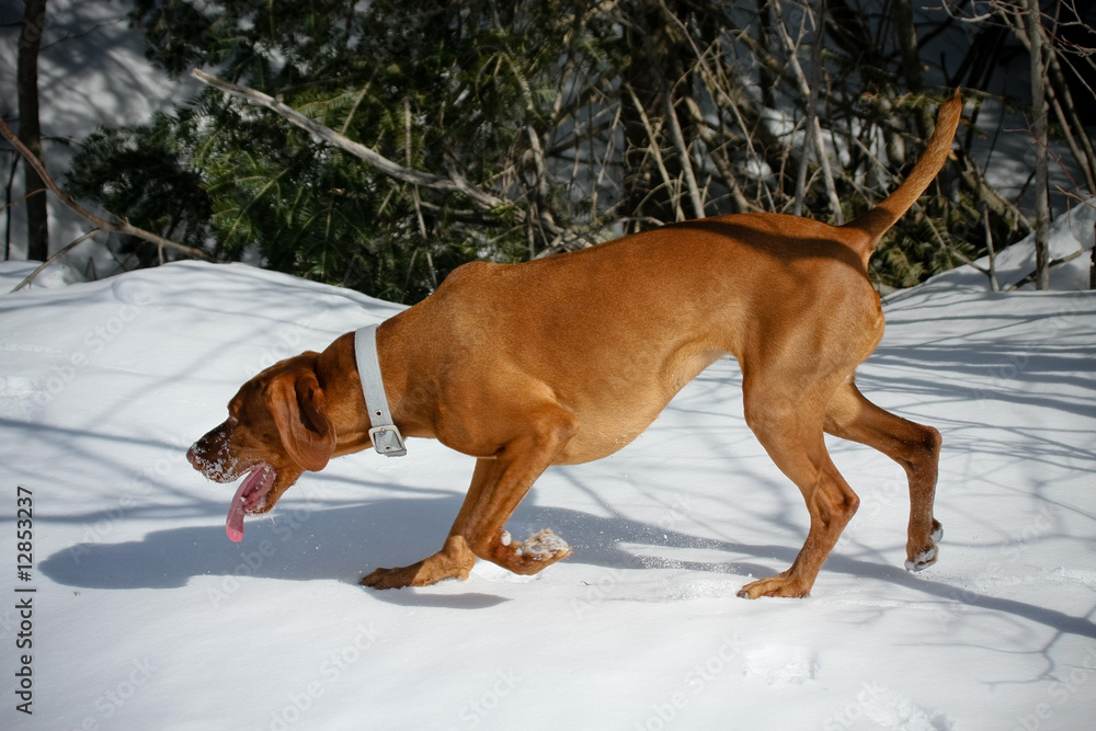 brown dog sniffing and hunting pointer