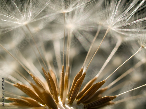 Dandelion clock