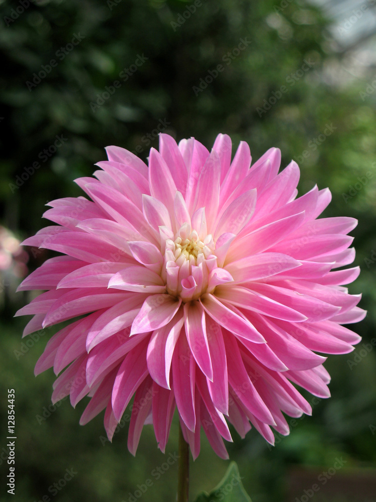 Fototapeta premium Dahlia