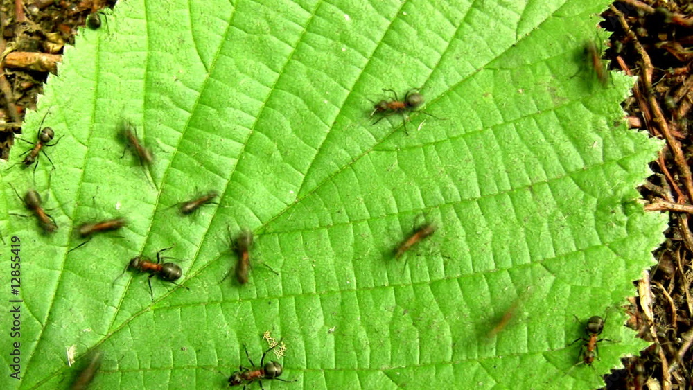 Ants on leaf Ants on leaf