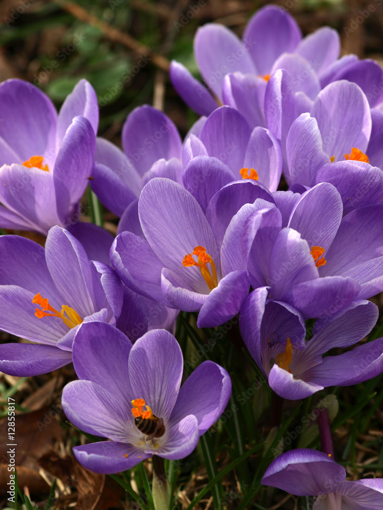 Krokusse Krokusse