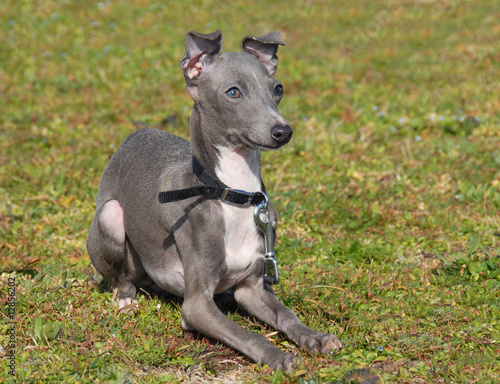Принти на полотні chiot petit levrier italien