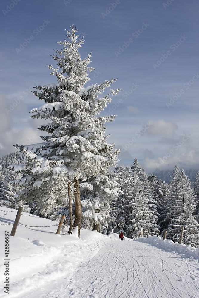 Obraz premium winterland