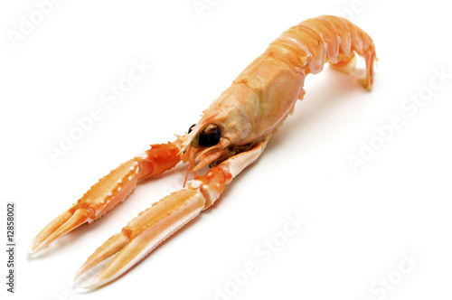 Norway lobster photo