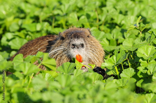 Nutria (Myocastor coypus) at Agamon Ahula Lake, Israel photo