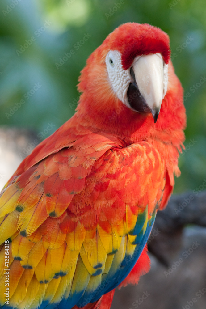 Scarlet Macaw Portrait