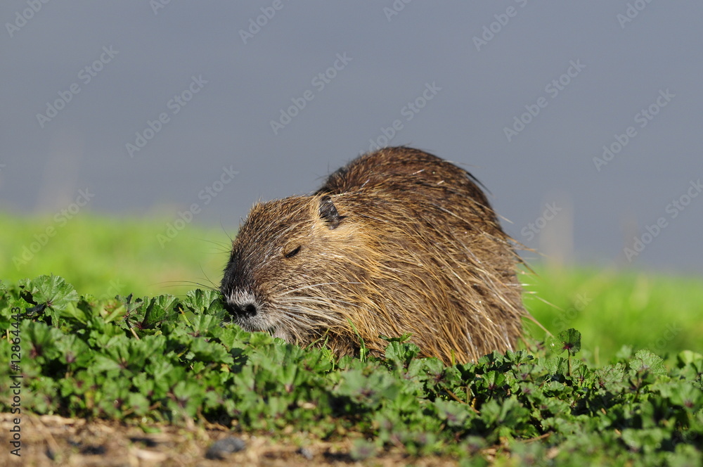 Nutria (Myocastor coypus) at Agamon Ahula Lake, Israel Nutria (Myocastor coypus) at Agamon Ahula Lake, Israel