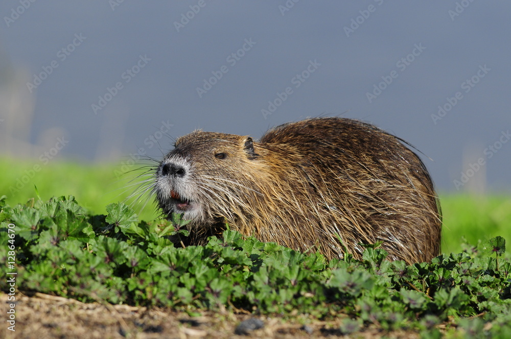 Nutria (Myocastor coypus) at Agamon Ahula Lake, Israel Nutria (Myocastor coypus) at Agamon Ahula Lake, Israel