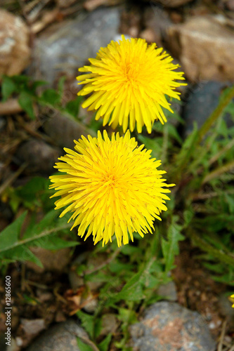 Wallpaper Mural dandelion Torontodigital.ca