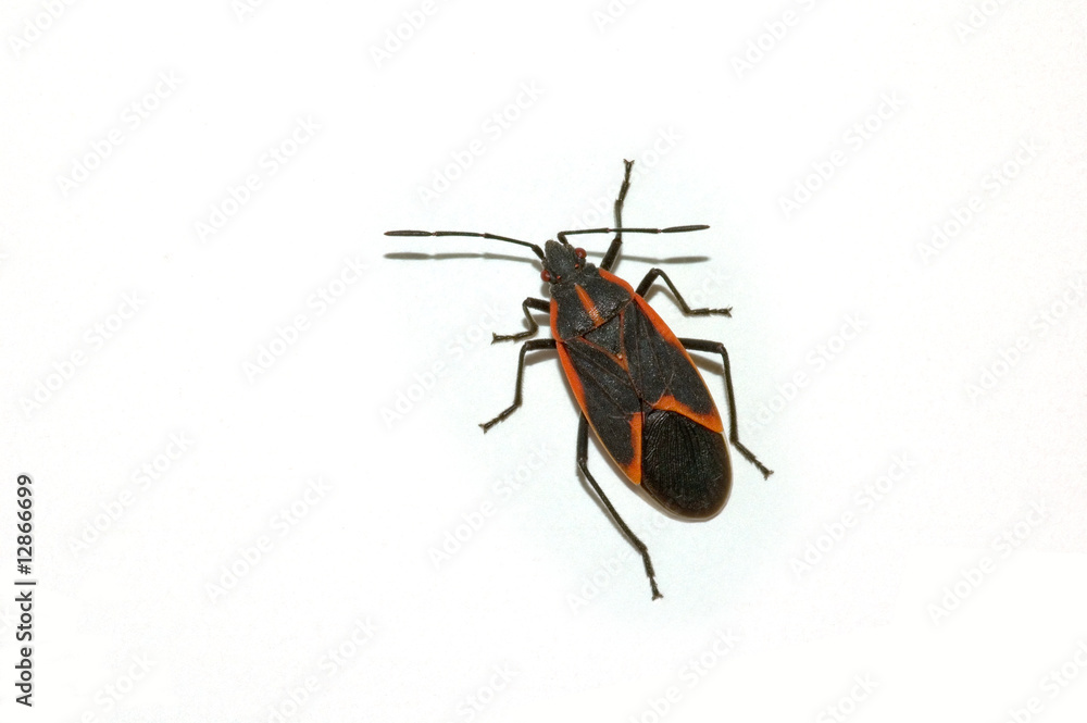 Fototapeta premium Isolated Boxelder Beetle