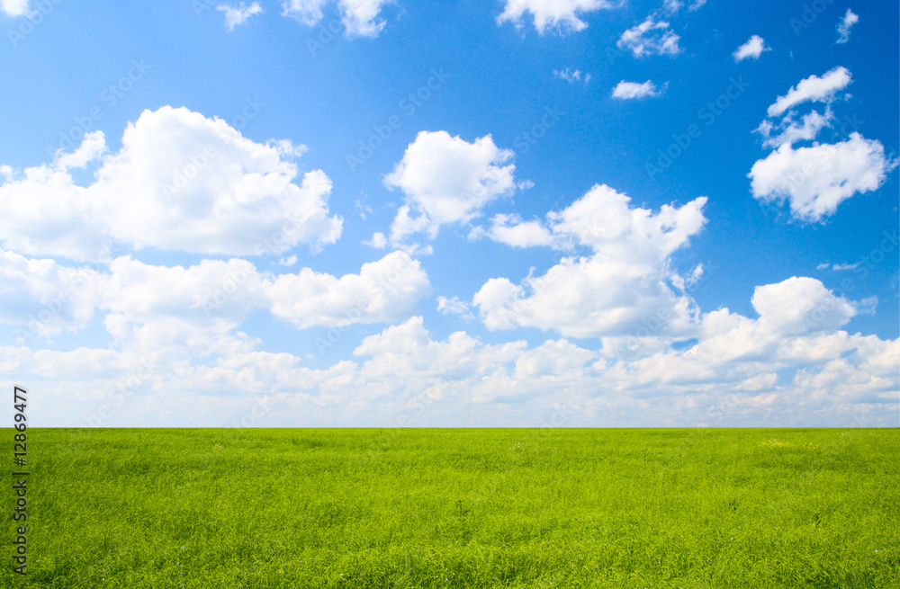 Obraz premium field of flax and blue sky