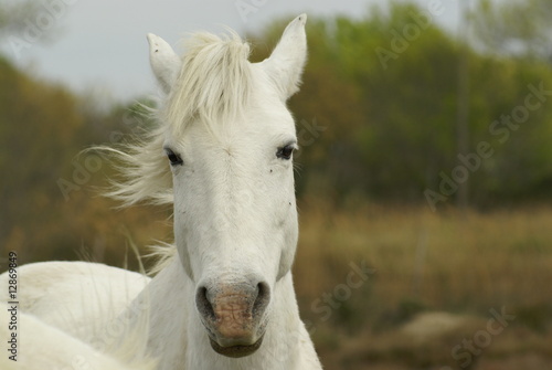cheval de Camargue © stephaniecointe