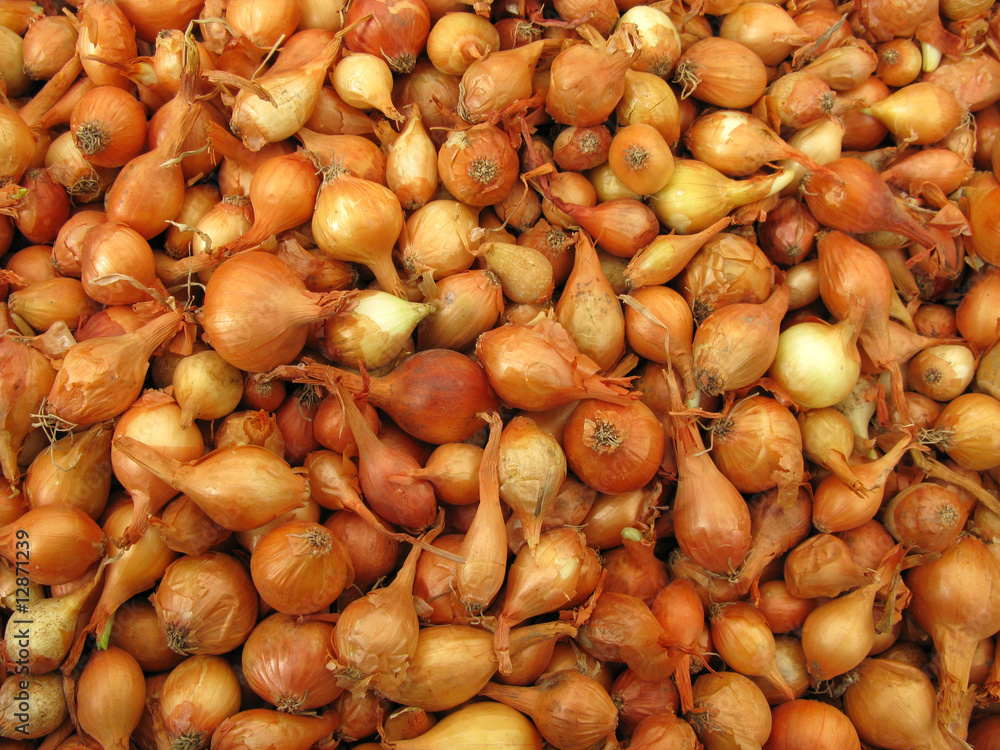 Obraz premium Onion small bulbs for growing