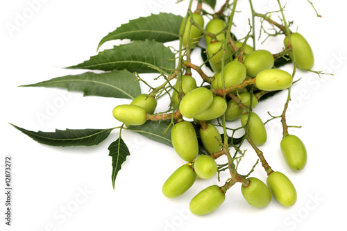 grappe de fruits et feuille de neem photo