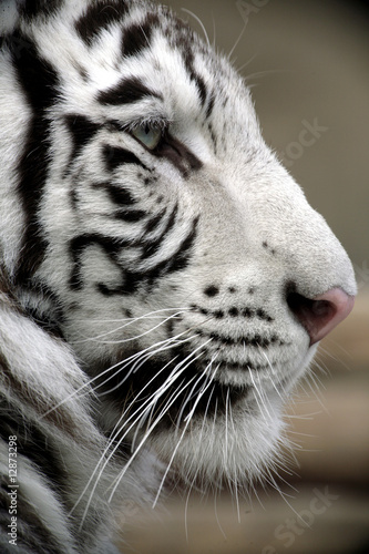 White Tiger Portrait Close Up