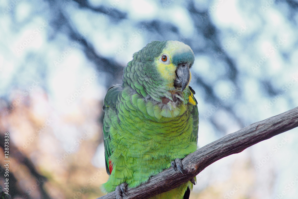 Obraz premium pappaglallo