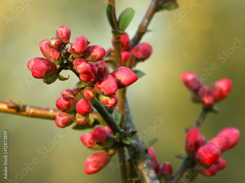 Fotografie cognassier du japon en bouton