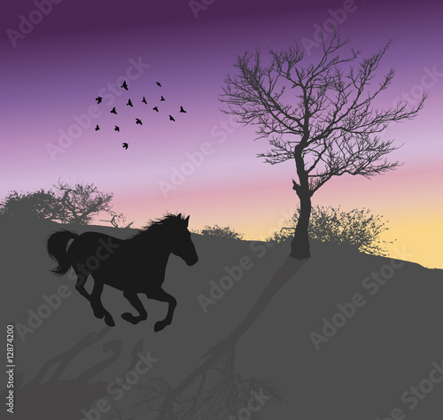 cheval qui galope le matin