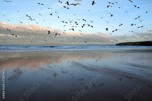 ballybunion seagulls