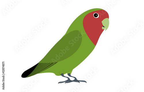 A isolated green lovebird