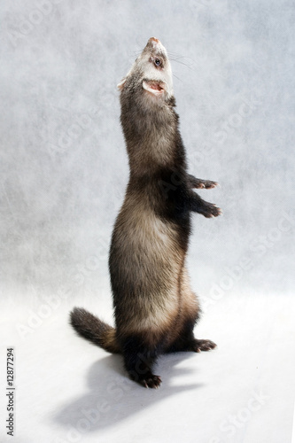 Standing ferret