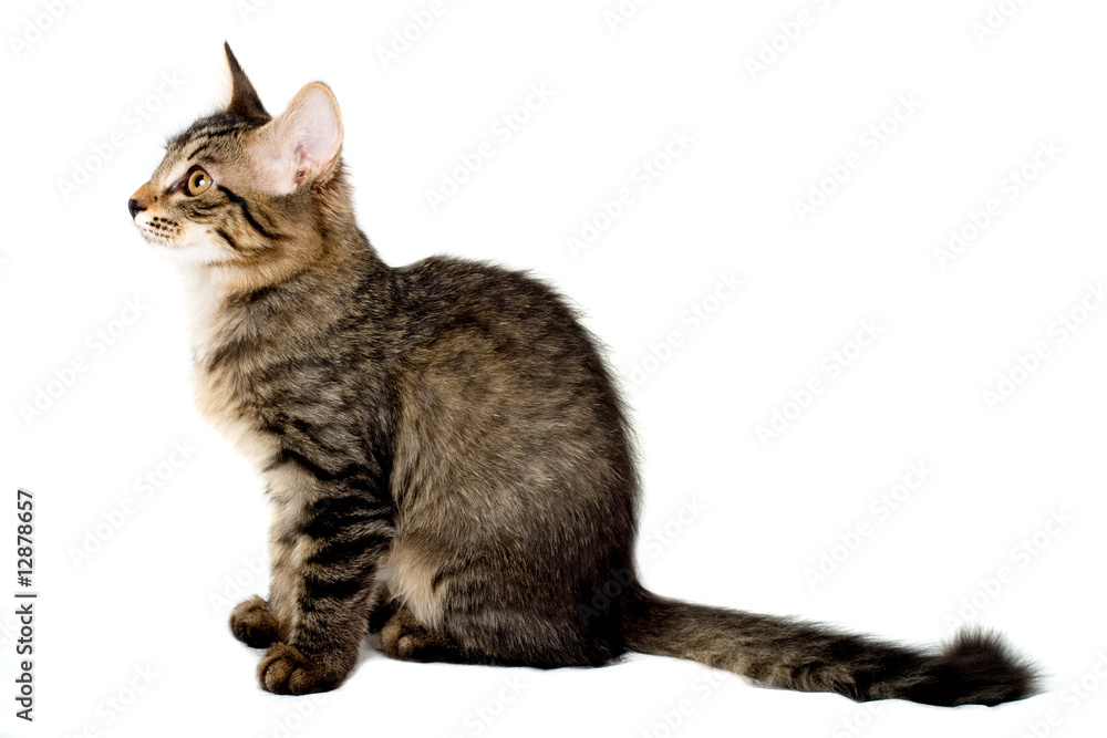 Obraz premium Siberia kitten isolated