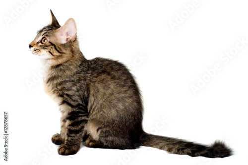 Wallpaper Mural Siberia kitten isolated Torontodigital.ca