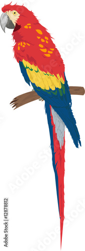 Parrot