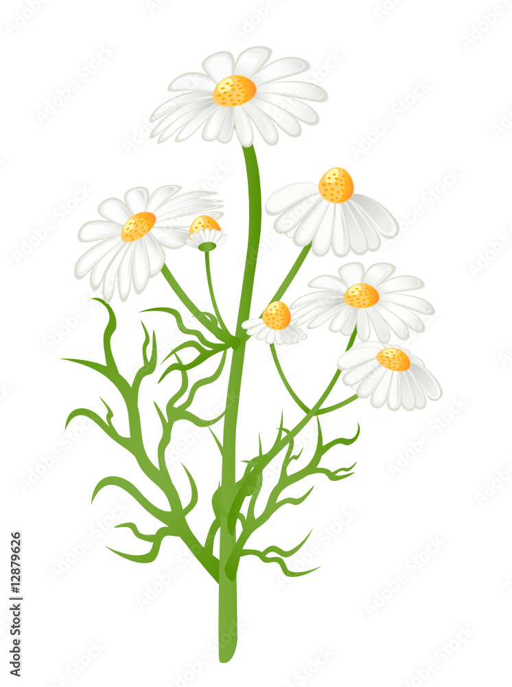 Camomile flowers. Matricaria chamomilla. Vector-Illustration Camomile flowers. Matricaria chamomilla. Vector-Illustration