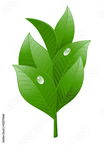 Tea leaf on white background. Vector-Illustration