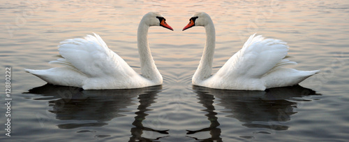 Obraz na plátně Two swans at the sunset