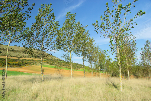 Pappelwald - populus forest 05