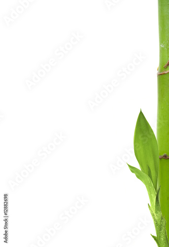 young sprouting bamboo