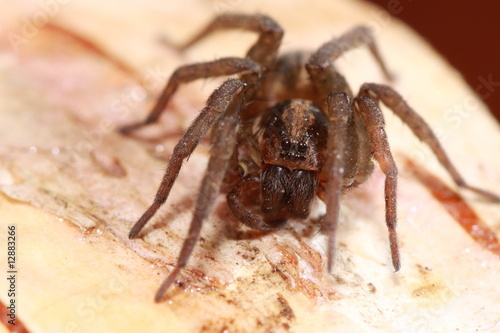 a male wolf spider is crawling on a piece of wood