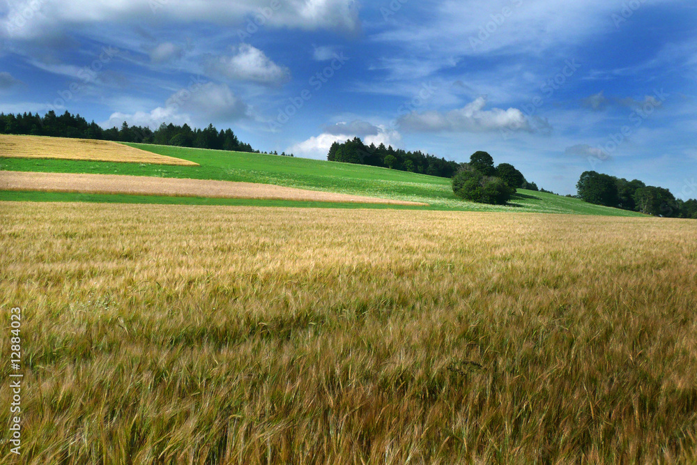 Kornfeld im Jura Kornfeld im Jura